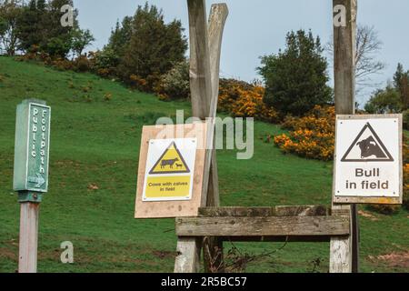 Cows with Calves and Bull in Field sign, attached to a wooden ladder stile on public footpath in rural North Yorkshire, Agricultural field with gorse. Stock Photo