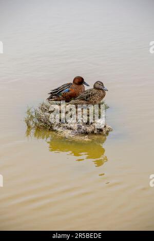 Two ducks resting on a small islet in the Pantanos de Villa, Chorrillos - Peru. Stock Photo