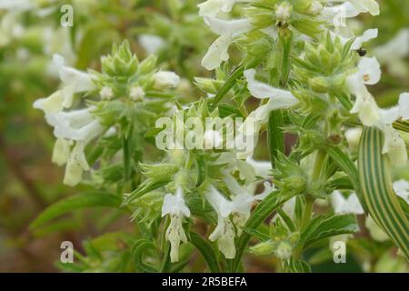 Natural closeup on the light white cream colored flower of the annual yellow woundwort, Stachys annua Stock Photo
