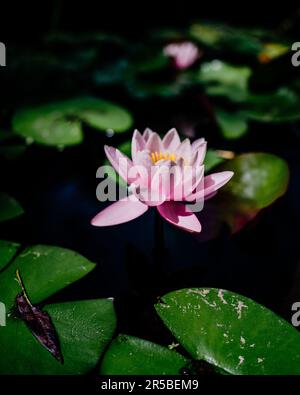 A beautiful pink lotus flower is seen blooming in a natural water environment, with lush green lily pads and leaves providing a vivid backdrop Stock Photo