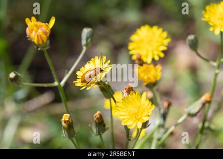 Macro photography of Exosoma lusitanicum, or daffodil leaf beetles on a yellow flower, insect in the garden, South of France Stock Photo