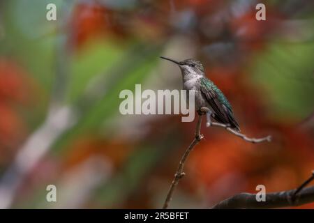 A female ruby-throated hummingbird on small branch, bird facing left of frame, background a blur of red and green. Stock Photo