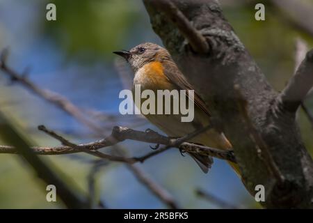 An Immature american restart male perched on a tree branch, visible orange patched by wing. Stock Photo