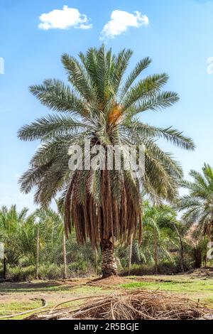 Date Palm Trees - views Stock Photo