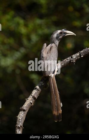 The Indian gray hornbill (Ocyceros birostris) perched on a branch Stock Photo