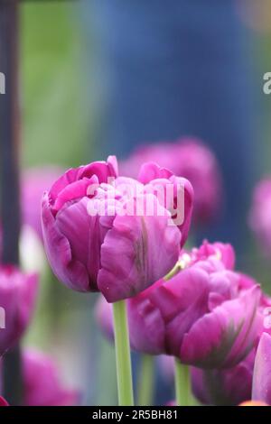 An image of two pink tulips in full bloom, displayed on a green stem against a white background Stock Photo