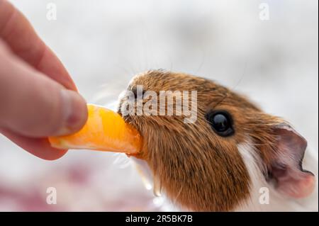 Guinea pig using front incisors to eat a tasty treat of an orange in held by hand.  Stock Photo