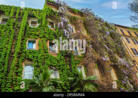 Beautiful house in Rome with wisteria and green climbing plants Stock Photo