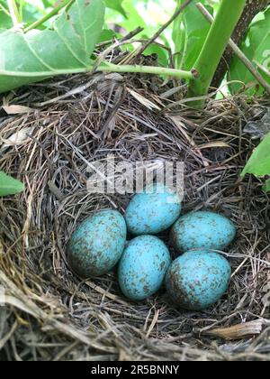 Detail of blackbird eggs in nest. Five blue eggs in nest. Close up. Stock Photo