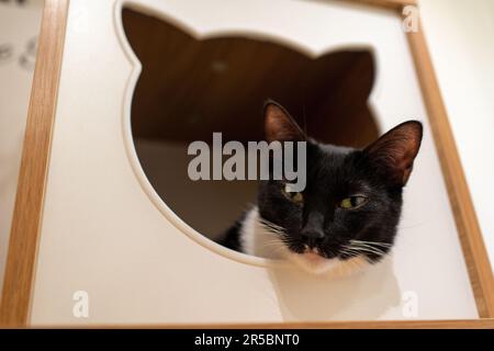 An inquisitive cat peers out from behind a hole in a rustic wooden framed cat house Stock Photo