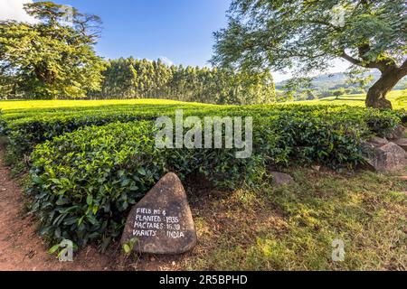Field No 4 of 1935 on Satemwa Estate,Thyolo. The tea crus are made from the leaves of the old tea plants. Each variety of Satemwa Tea can be traced back to the respective field. Satemwa tea and coffee plantation near Thyolo, Malawi Stock Photo