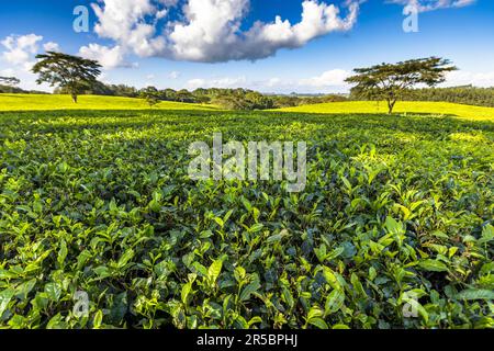 View over the tea fields of Satemwa in the Shire Highlands with scattered shade trees like the umbrella acacia. Satemwa tea and coffee plantation near Thyolo, Malawi Stock Photo