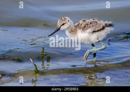 Pied avocet (Recurvirostra avosetta) chick foraging in shallow water of pond in spring Stock Photo