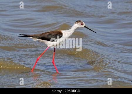 Black-winged stilt (Himantopus himantopus) male foraging in shallow water at wetland in spring Stock Photo