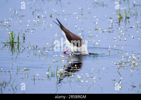 Black-winged stilt (Himantopus himantopus) female foraging in shallow water at wetland in spring Stock Photo