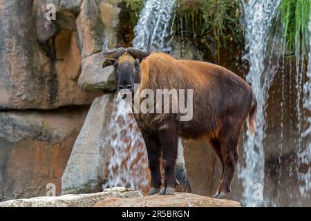 Mishmi takin (Budorcas taxicolor taxicolor) endangered goat-antelope native to India, Myanmar and China Stock Photo