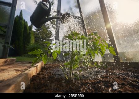 Watering seedlings in greenhouse. Selective focus on plant of tomato at warm light of spring day. Stock Photo