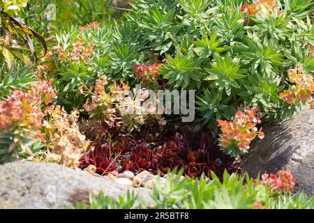 Bountiful vibrant colour of a Myrtle Spurge plant , Euphorbia rigida. Stock Photo