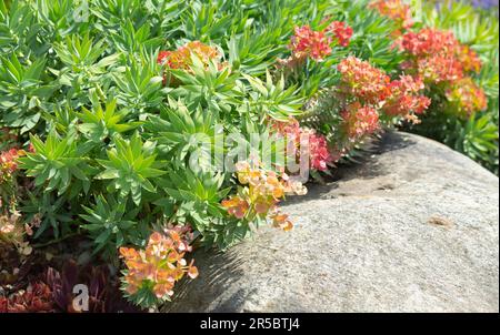 Bountiful vibrant colour of a Myrtle Spurge plant , Euphorbia rigida. Stock Photo