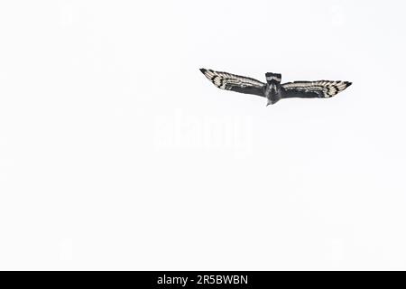 A Serpent eagle in flight Stock Photo