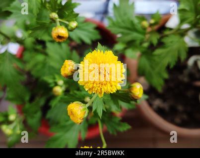 Chrysanthemums sometimes called mums or chrysanths, are flowering plants of the genus Chrysanthemum in the family Asteraceae. Stock Photo