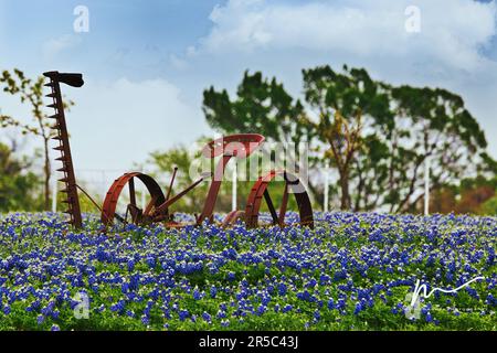 Antique Tractor in a Field of Bluebonnets Stock Photo