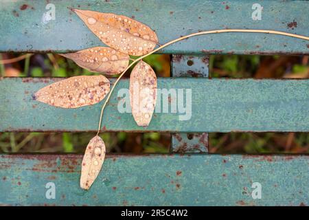 dry leaves with freshly fallen raindrops on a rusty green bench, view from above, falling leaves in a park in the autumn, horizontal Stock Photo