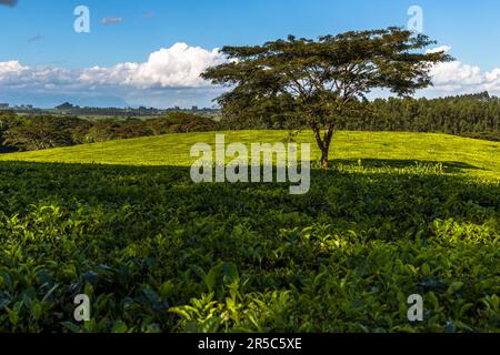 Tea field with shade tree from the genus Albizia Gummifera, umbrella acacia, Satemwa Estate in Shire Highlands, Thyolo, Malawi Stock Photo