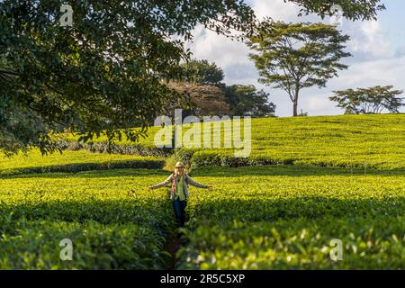 Walk in the tea fields of Satemwa Estate in the Shire Highlands. The oldest tea plants date from 1926. Satemwa tea and coffee plantation near Thyolo, Malawi Stock Photo