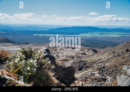 A large group of lush, green plants is situated atop rocky hilltops with a sprawling valley visible in the distance Stock Photo