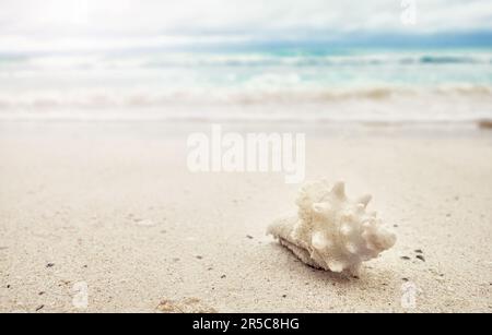 Shell on a tropical beach, selective focus, summer vacation concept. Stock Photo