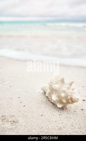 Shell on a tropical beach, selective focus, summer vacation concept. Stock Photo