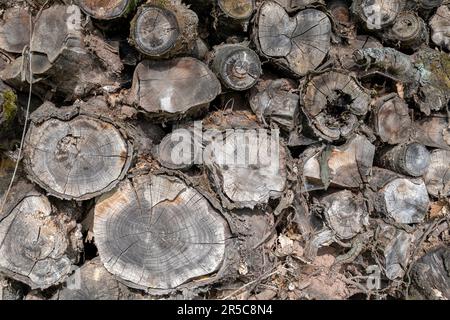 piled up old and rotten tree trunks as background, texture Stock Photo