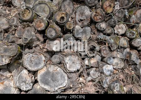 piled up old and rotten tree trunks as background, texture Stock Photo
