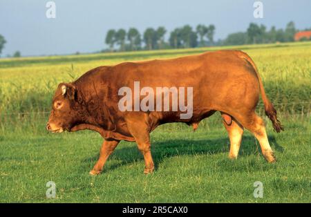 Limousin beef Stock Photo