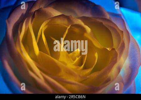 A mesmerizing macro capture revealing the delicate allure of a pristine golden rose. Stock Photo