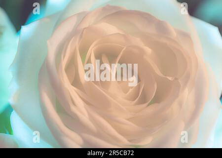 A mesmerizing macro capture revealing the delicate allure of a pristine white rose. Stock Photo