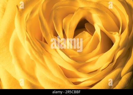 A mesmerizing macro capture revealing the delicate allure of a pristine yellow rose. Stock Photo