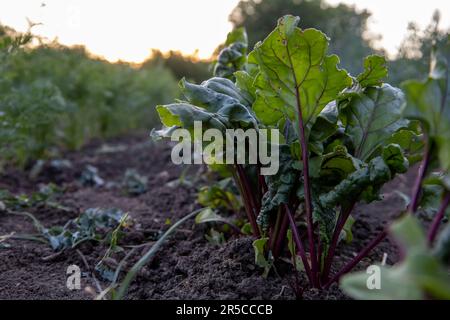 The beet plant grows in the soil Stock Photo