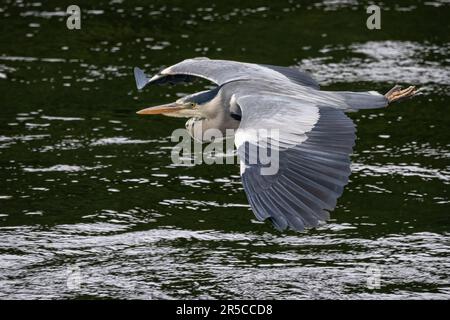 Grey Heron flying up the River Tay, Perth, Perthshire, Scotland, UK. Stock Photo