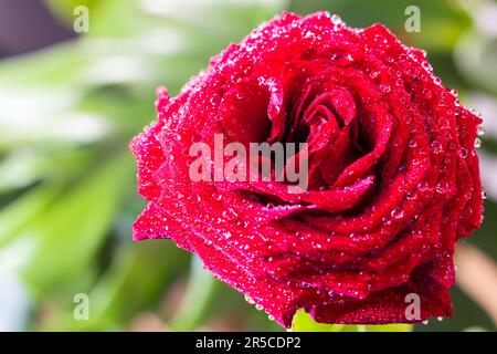A captivating view of a red rose adorned with dew drops, resembling ...
