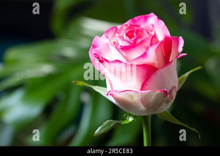 A mesmerizing macro capture revealing the delicate beauty of a white-pink rose Stock Photo