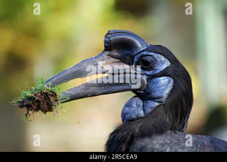 Portrait of a black ground hornbill bird Stock Photo