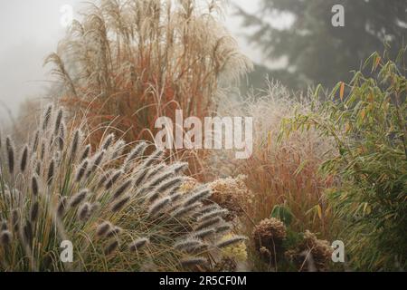 Ornamental grasses with hoarfrost - Chinese reed (Miscanthus sinensis 'China') and feather bristle grass (Pennisetum alopecuroides var. viridescens) Stock Photo