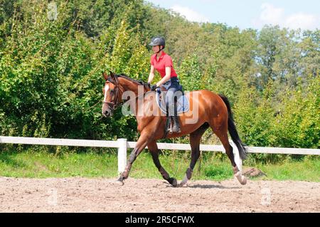 German Riding Helmet Girl and german warmblood, mare, german riding horse, bridle Stock ...