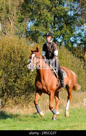 German Riding Helmet Woman riding Hanoverian, Cross country, German riding horse, German ...