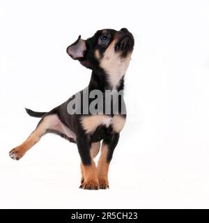 Chihuahua, short-haired, black-and-tan, puppy, 11 weeks Stock Photo