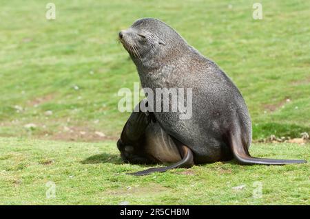 Kerguelen fur seal, Fortuna Bay, South Georgia, antarctic fur seal (Arctocephalus gazella) Stock Photo