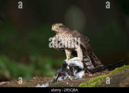 Eurasian sparrowhawk (Accipiter nisus) with prey Stock Photo