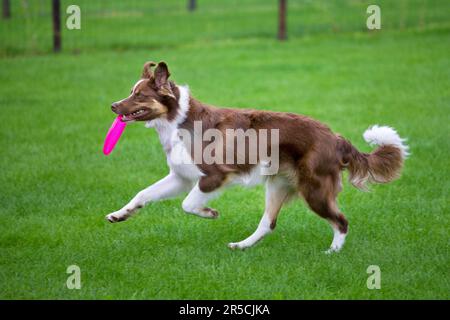 Border collie, red-tri, with frisbee Stock Photo